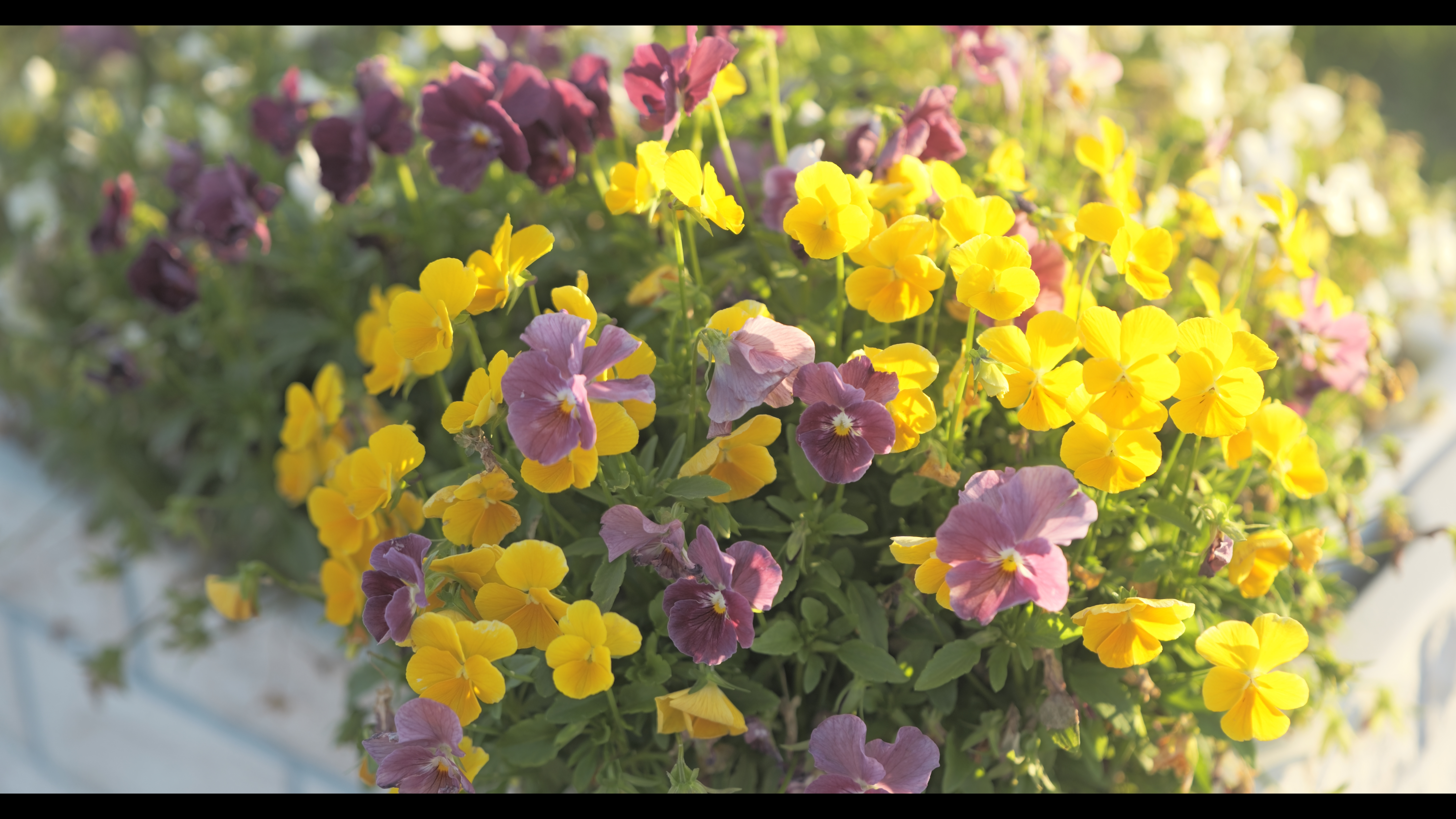 系統：マルチカラー/L.クラシックネオ