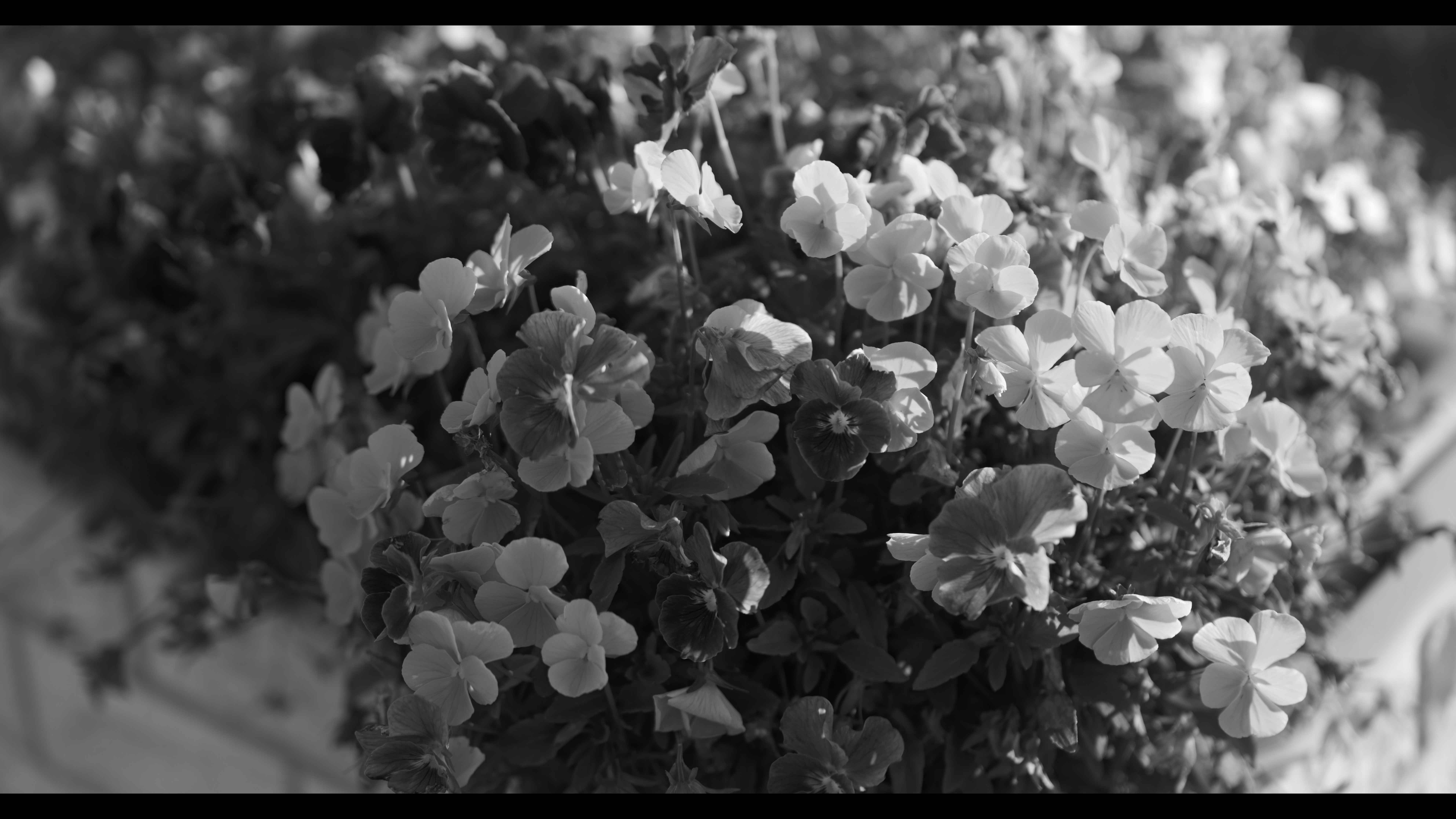 系統：モノクローム/フォトスタイル：L.モノクローム