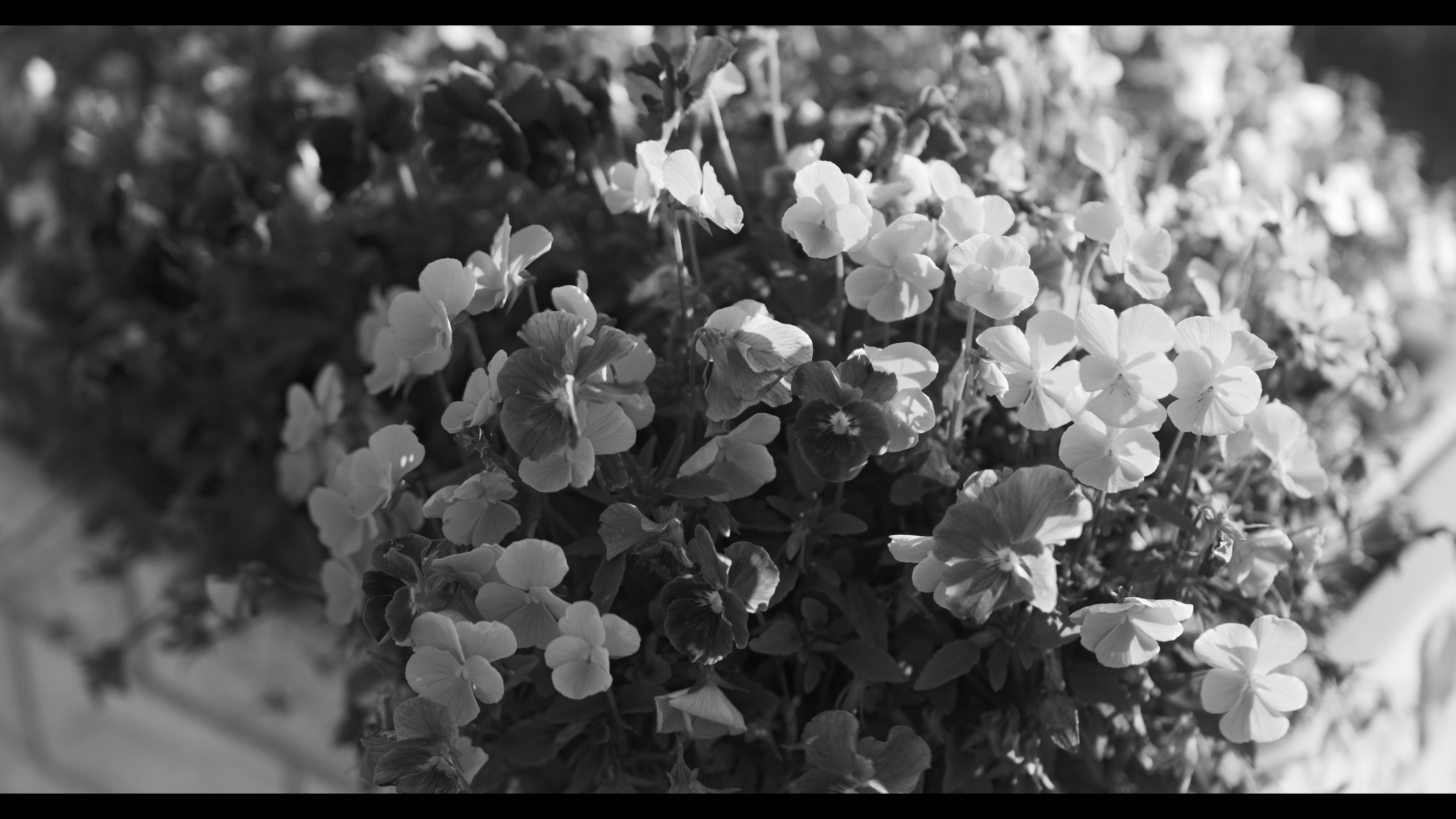 系統：モノクローム/フォトスタイル：L.モノクロームD