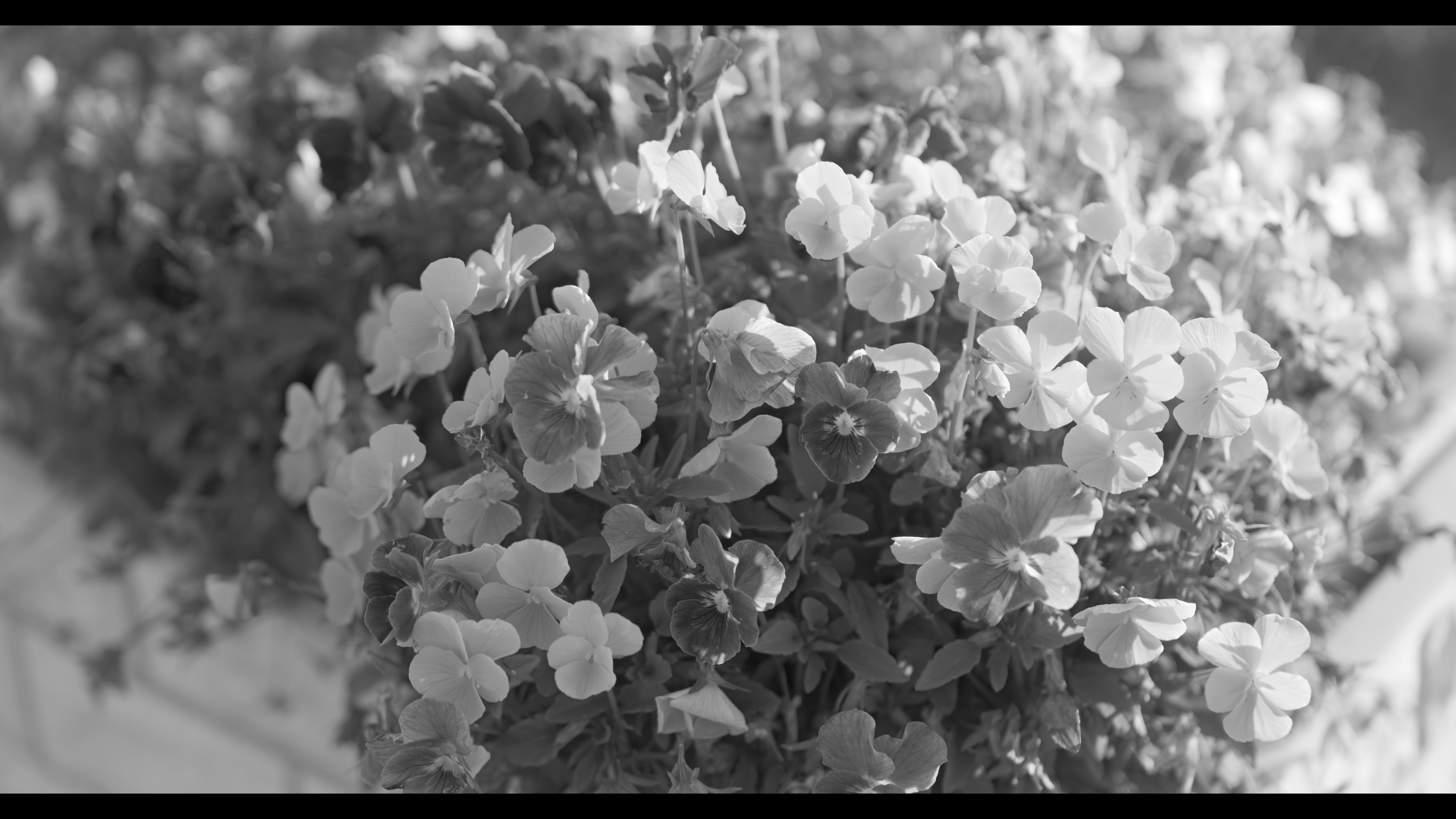 系統：モノクローム/フォトスタイル：L.モノクロームS