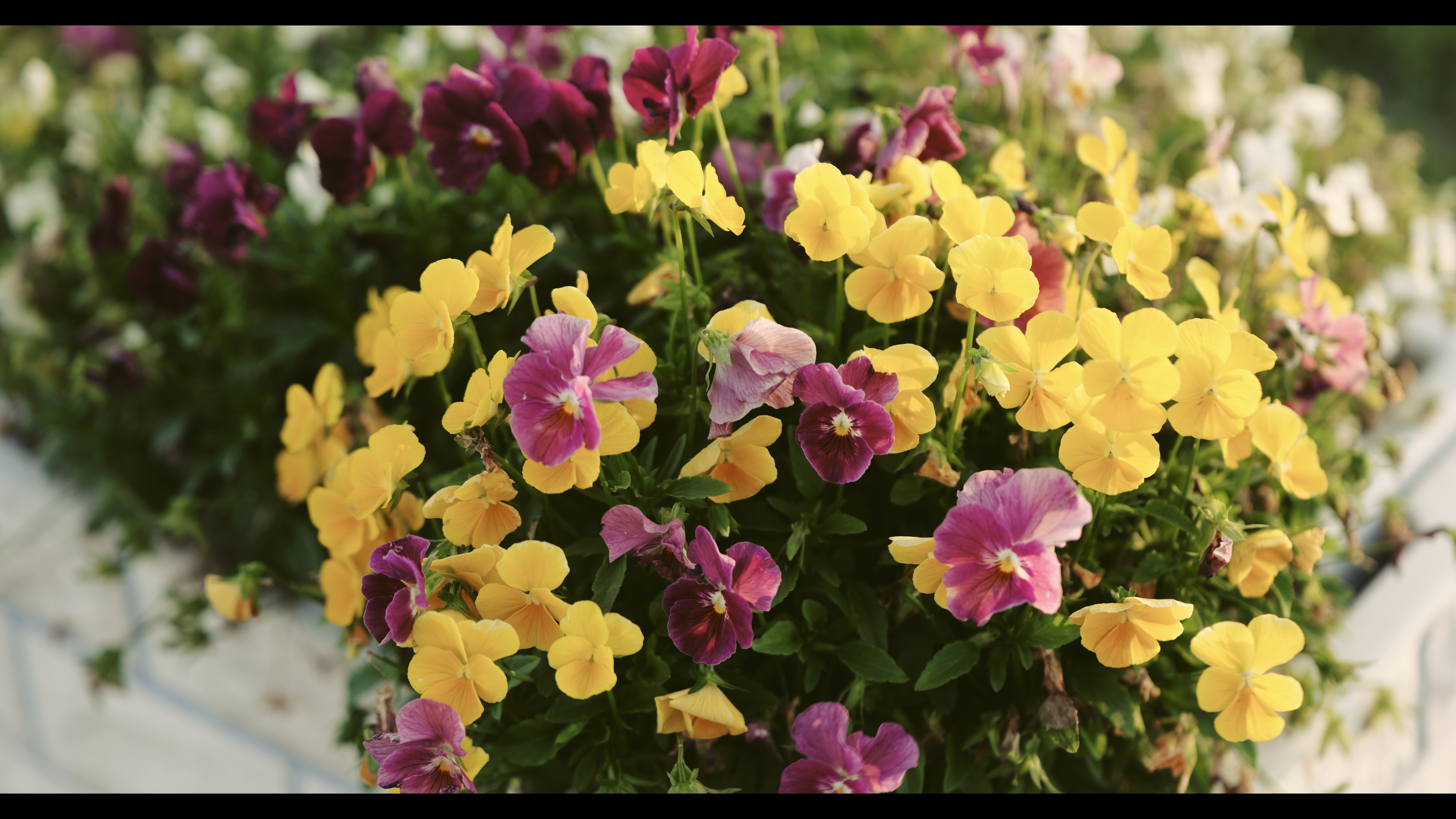 系統：LUT/フォトスタイル：リアルタイムLUT Sample2