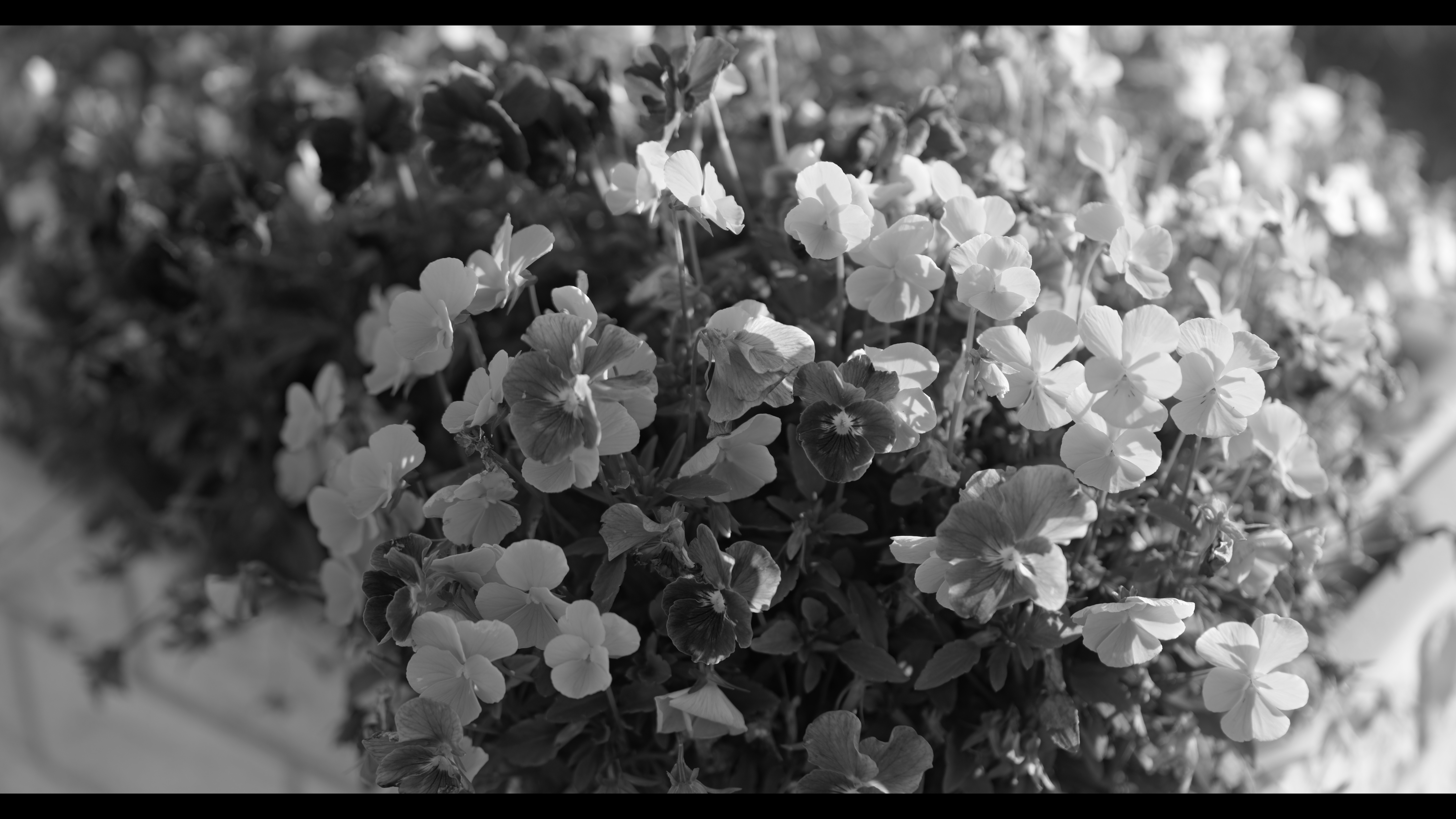 系統：モノクローム/フォトスタイル：モノクローム