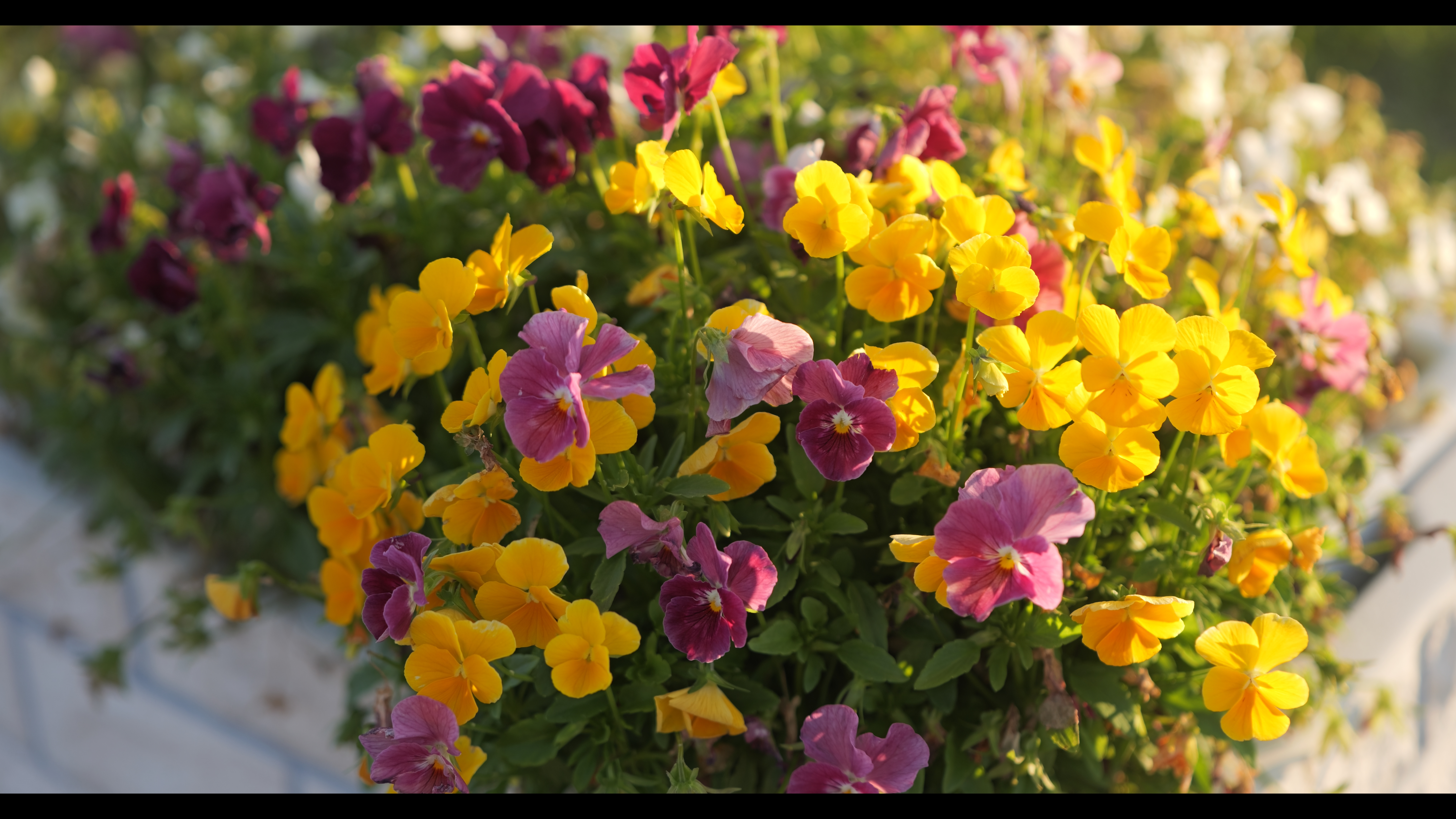 系統：マルチカラー/人物