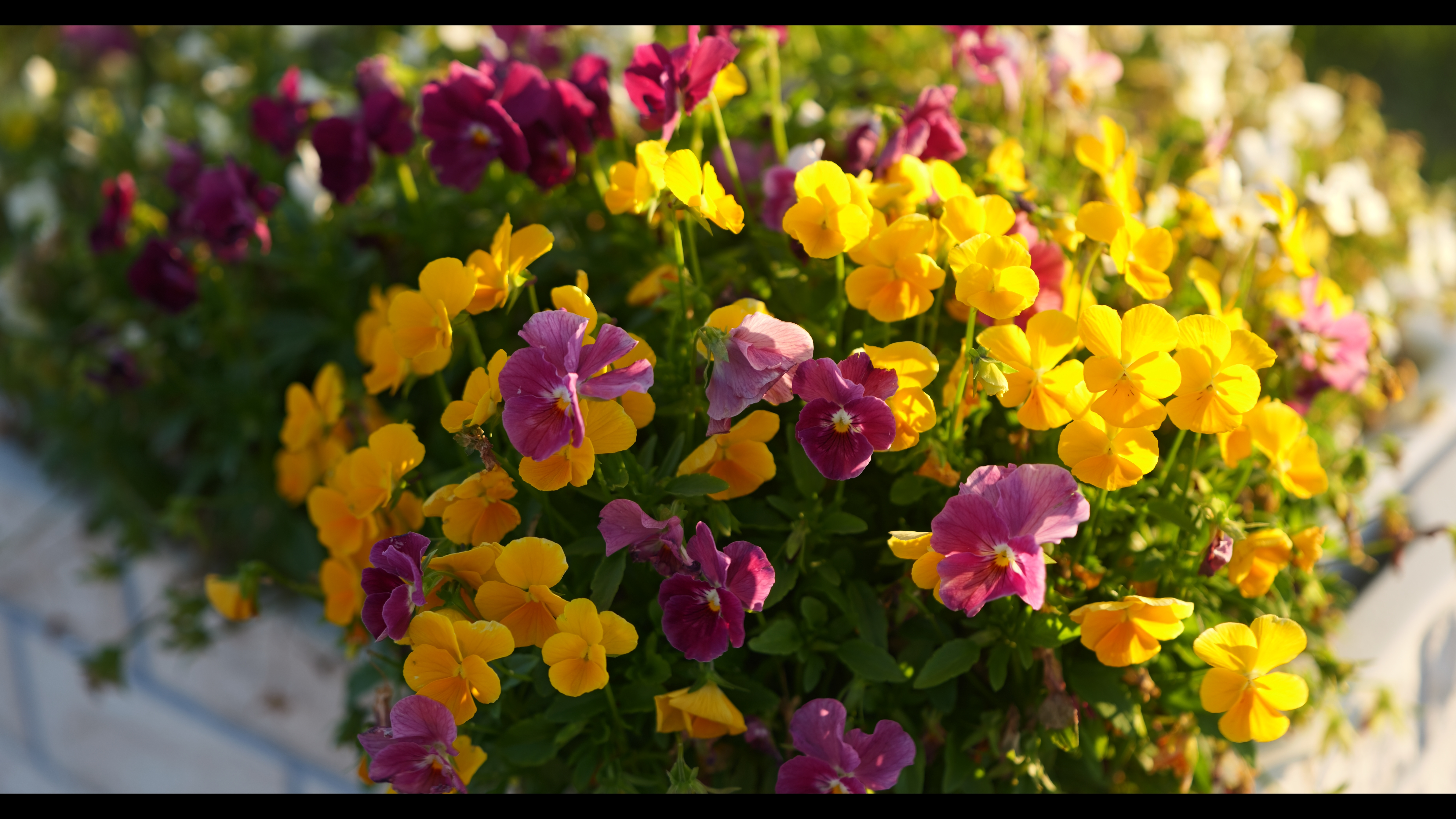 系統：マルチカラー/ヴィヴィッド