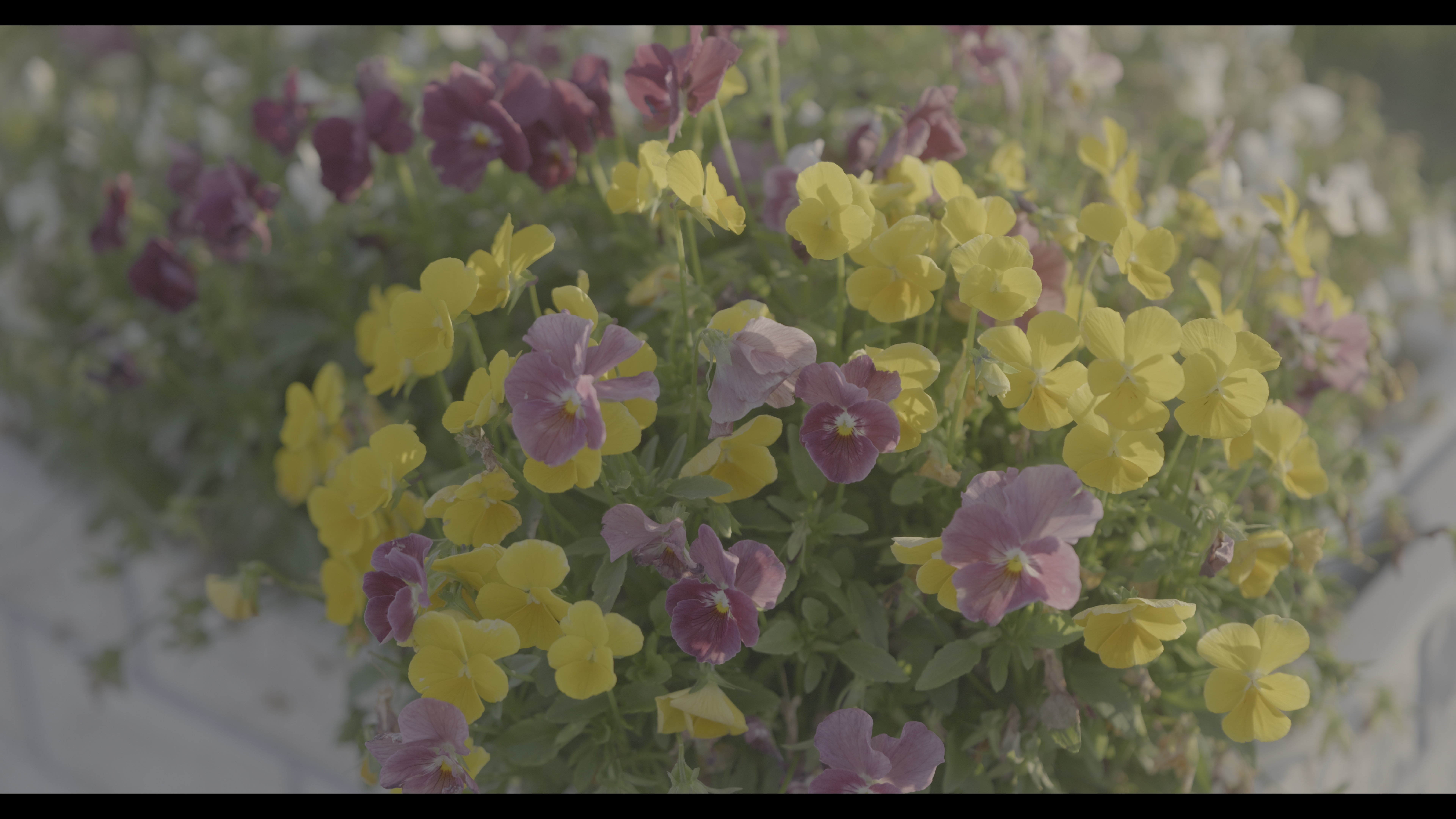 系統：Video Use/フォトスタイル：V-Log