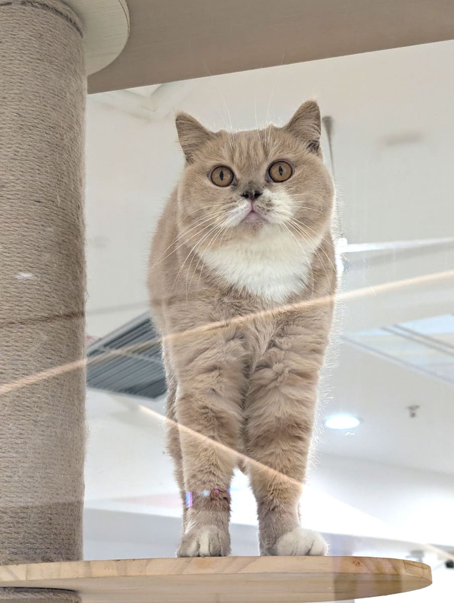 猫カフェにいた深圳にゃんこ