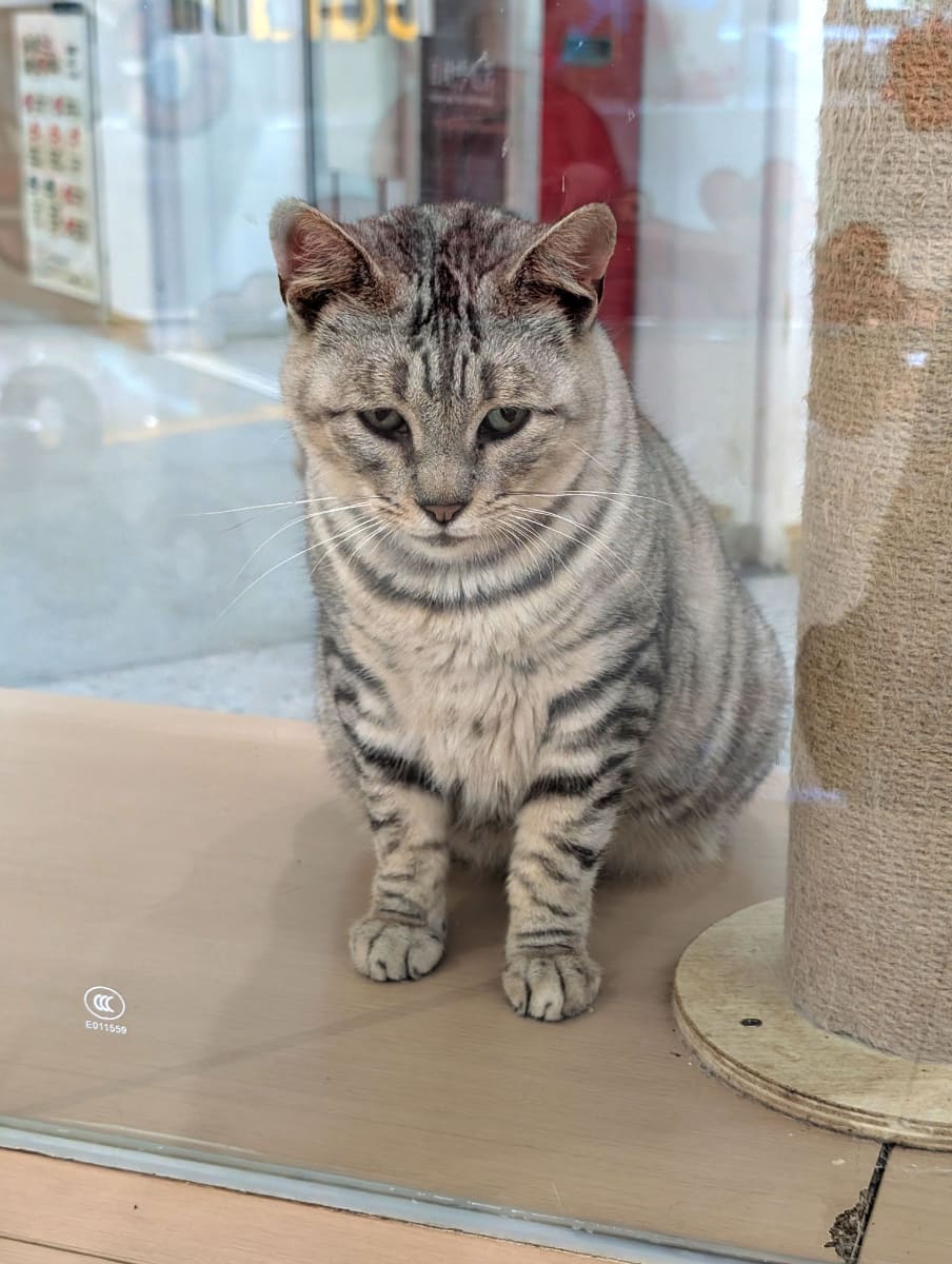 めちゃくちゃ睨まれた