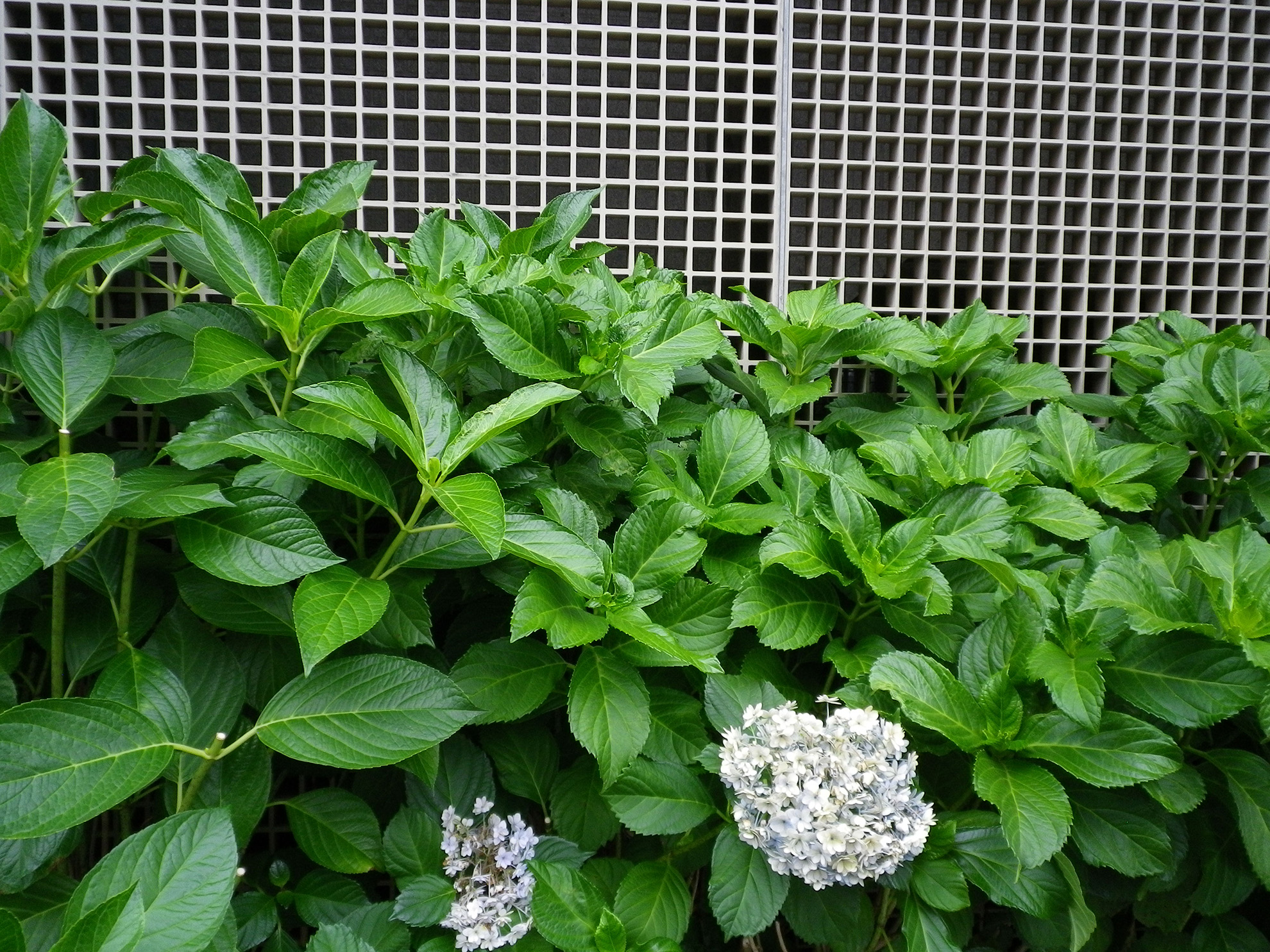 Optio H90撮影。天気は曇り。緑が濃くて好き