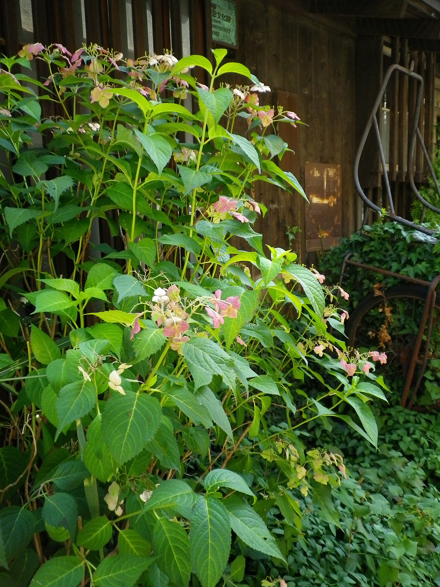 天気は晴れ。あとで画像整理をしていて、思ったよりキレイに撮れていると嬉しい