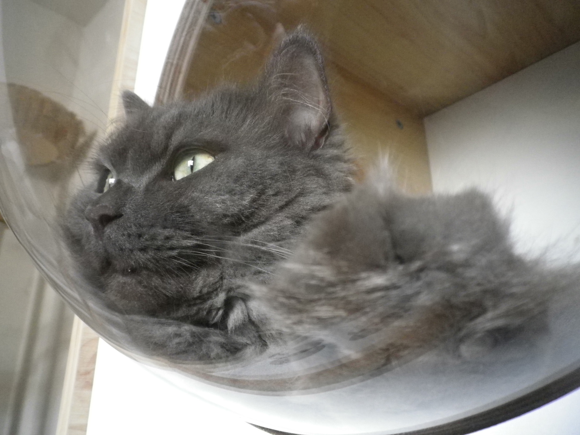 天気は晴れ。室内はザラついた質感がデフォルトだけど、比較的キレイに撮れた一枚