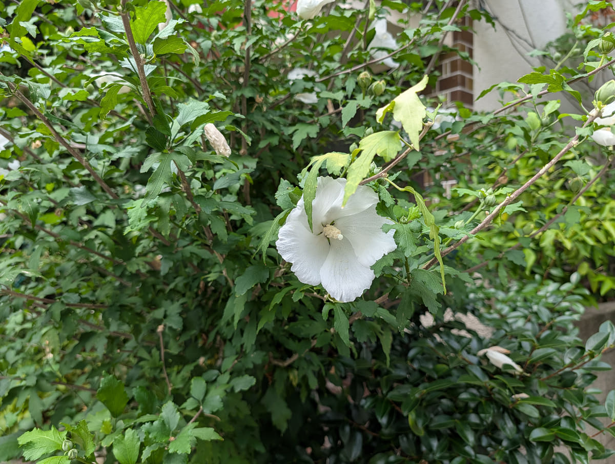 花の写真もコーチを受ける前はこのようなものだったが……
