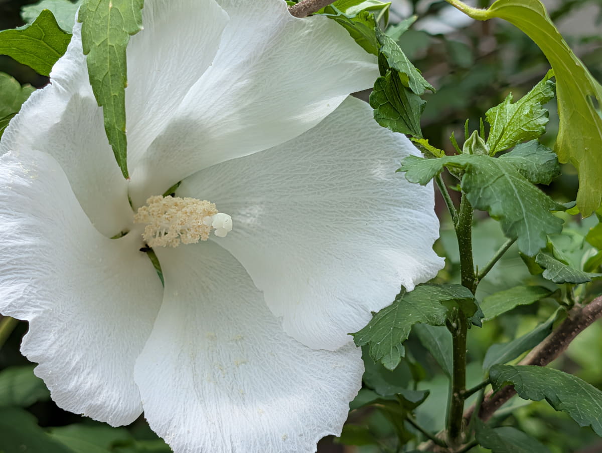 カメラコーチに従って撮影すると、花がより印象的な写真になった