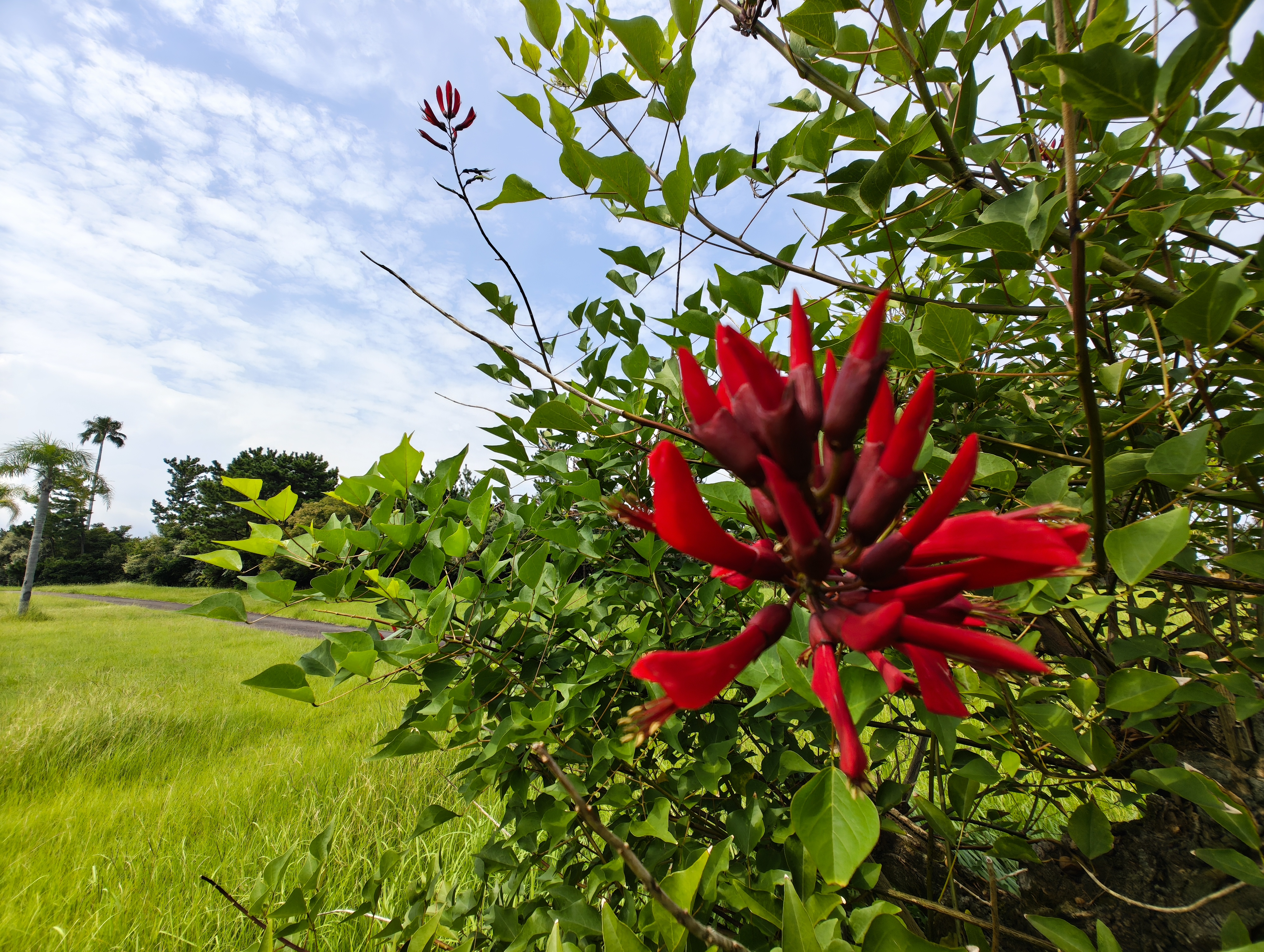 カメラ前10cmぐらいまで寄れる広角カメラ