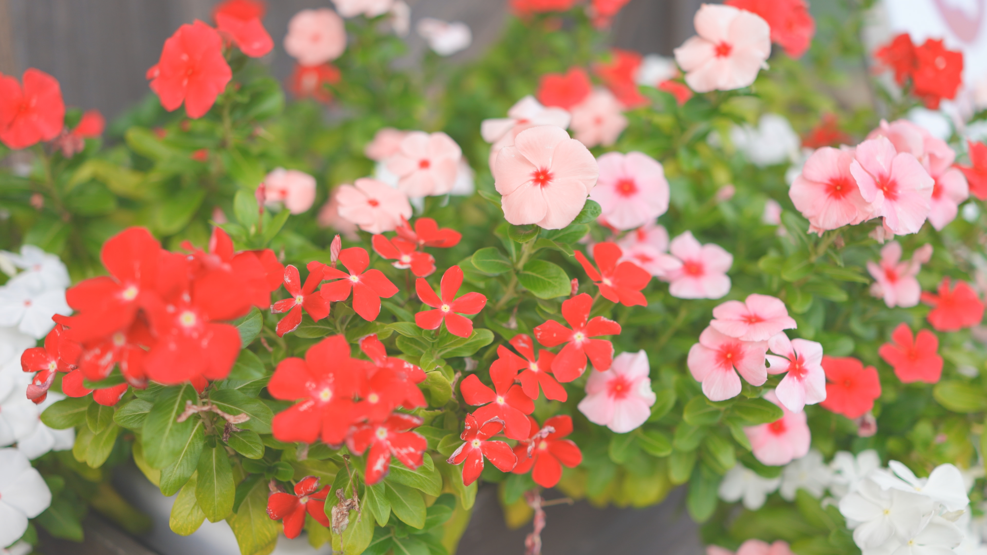 ソフトハイキー