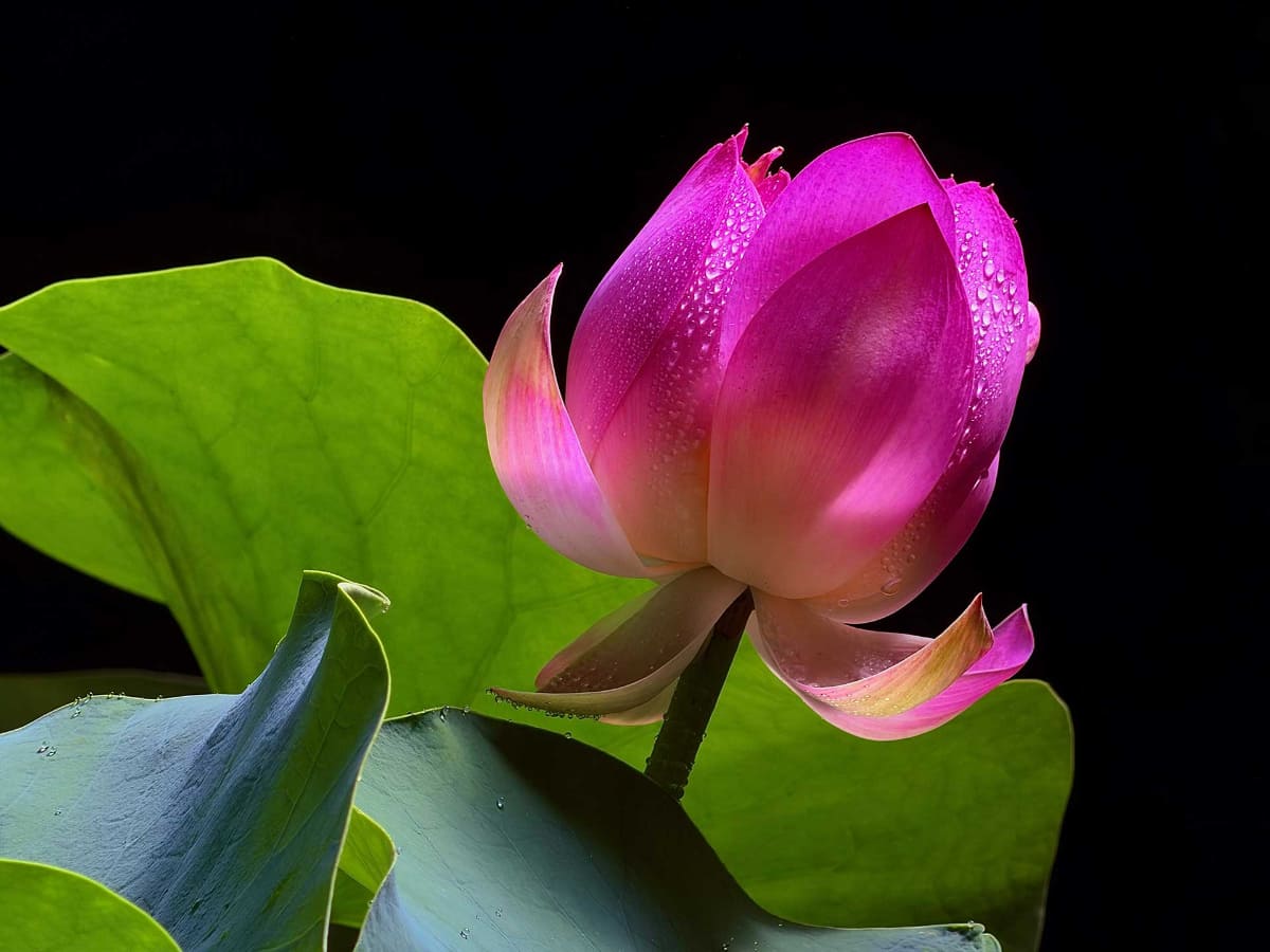 8倍テレフォトの作例