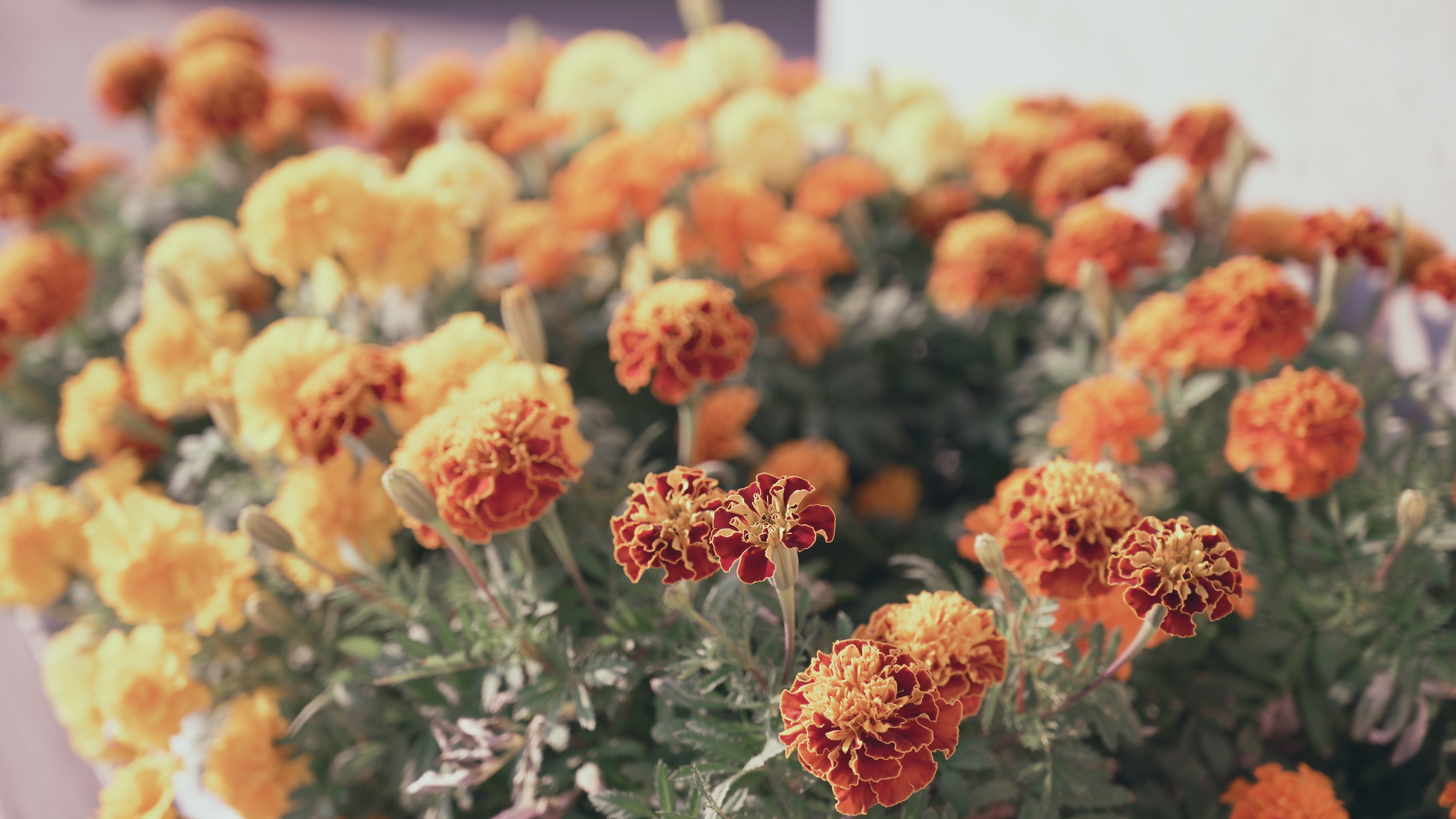 メランコリック