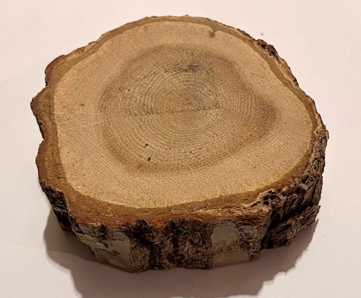 クヌギの輪切り