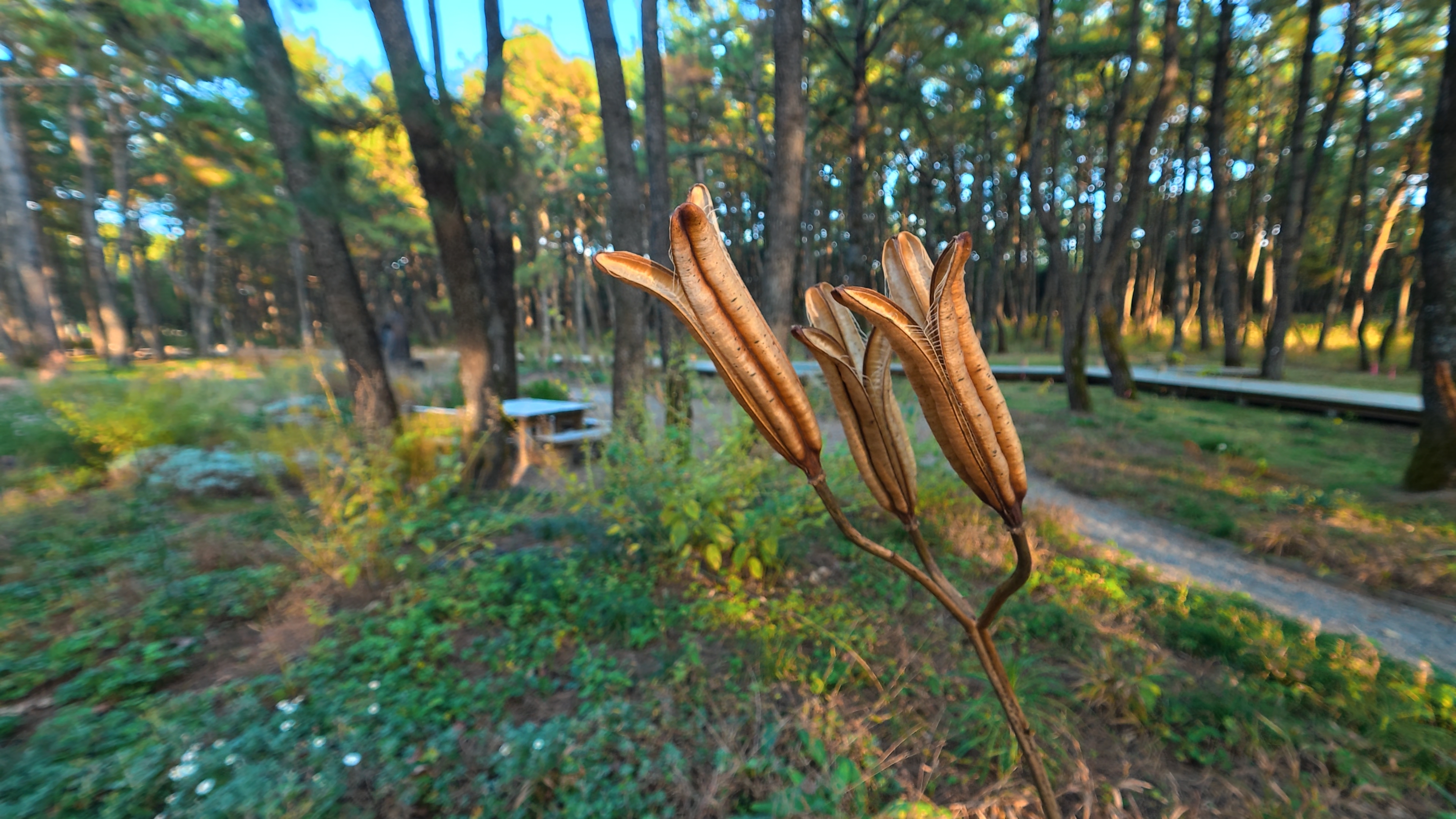 マクロレンズ装着状態のマクロ側