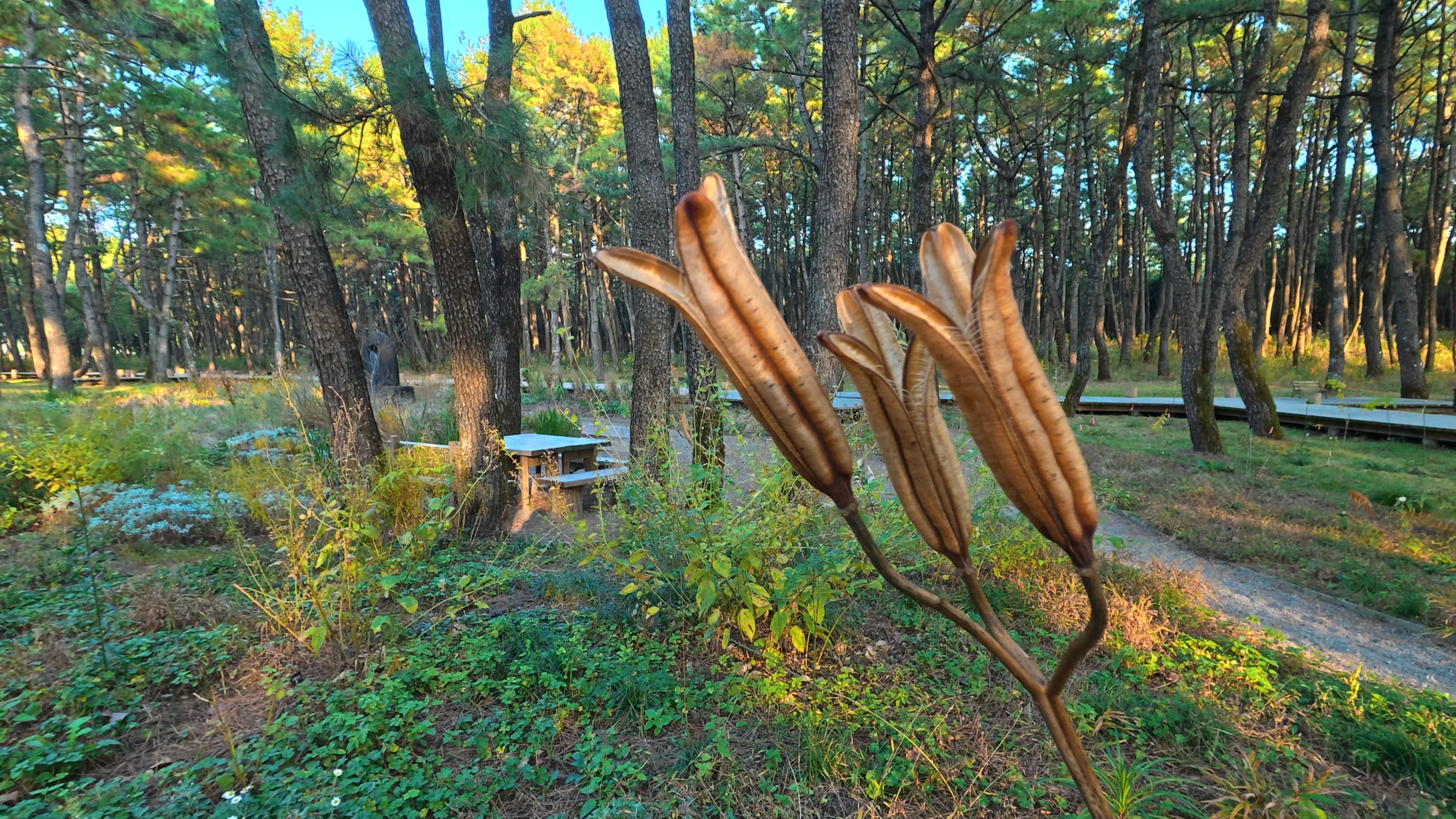 マクロレンズ装着状態の無限遠側