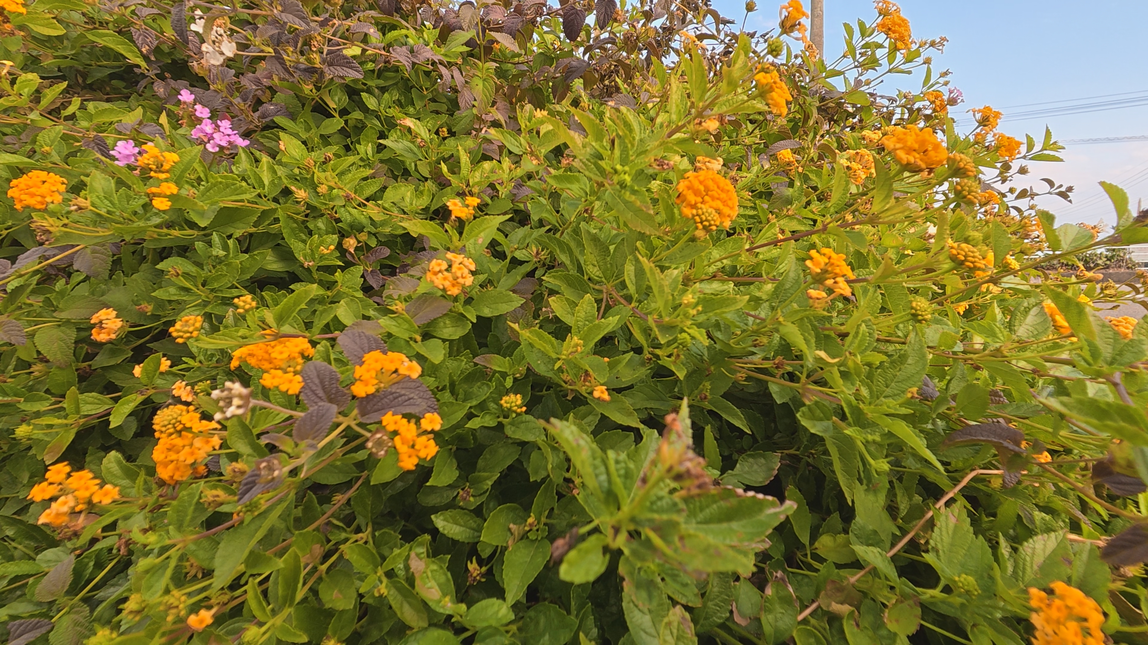 エフェクトなし