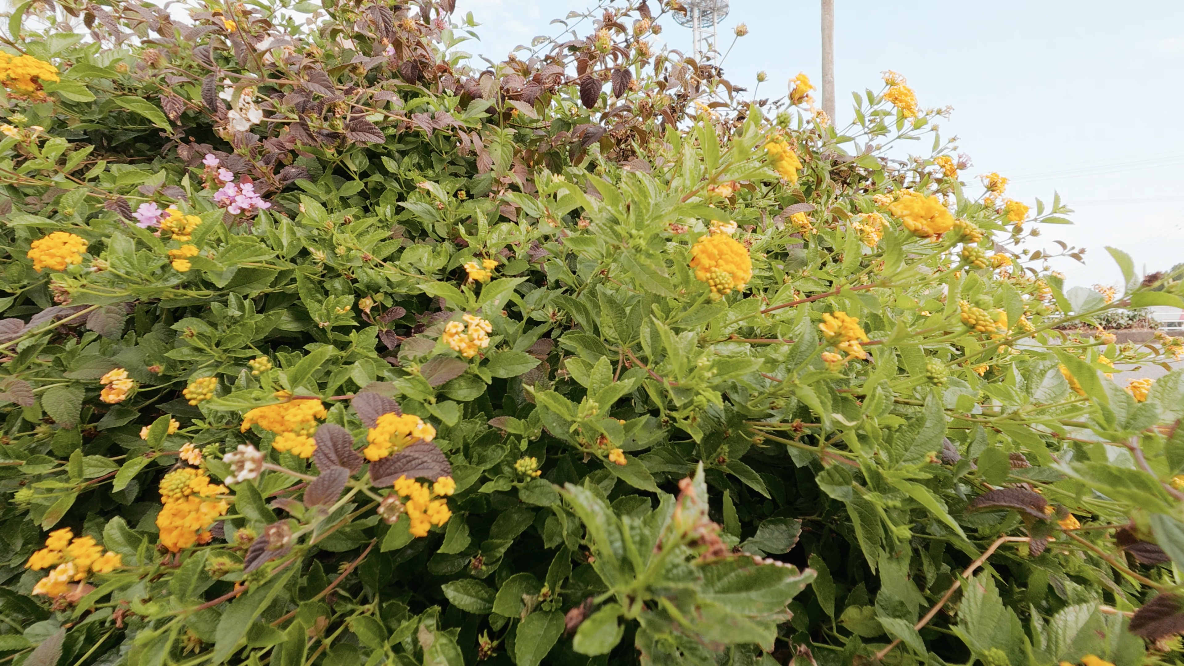 CC：色白の肌向け