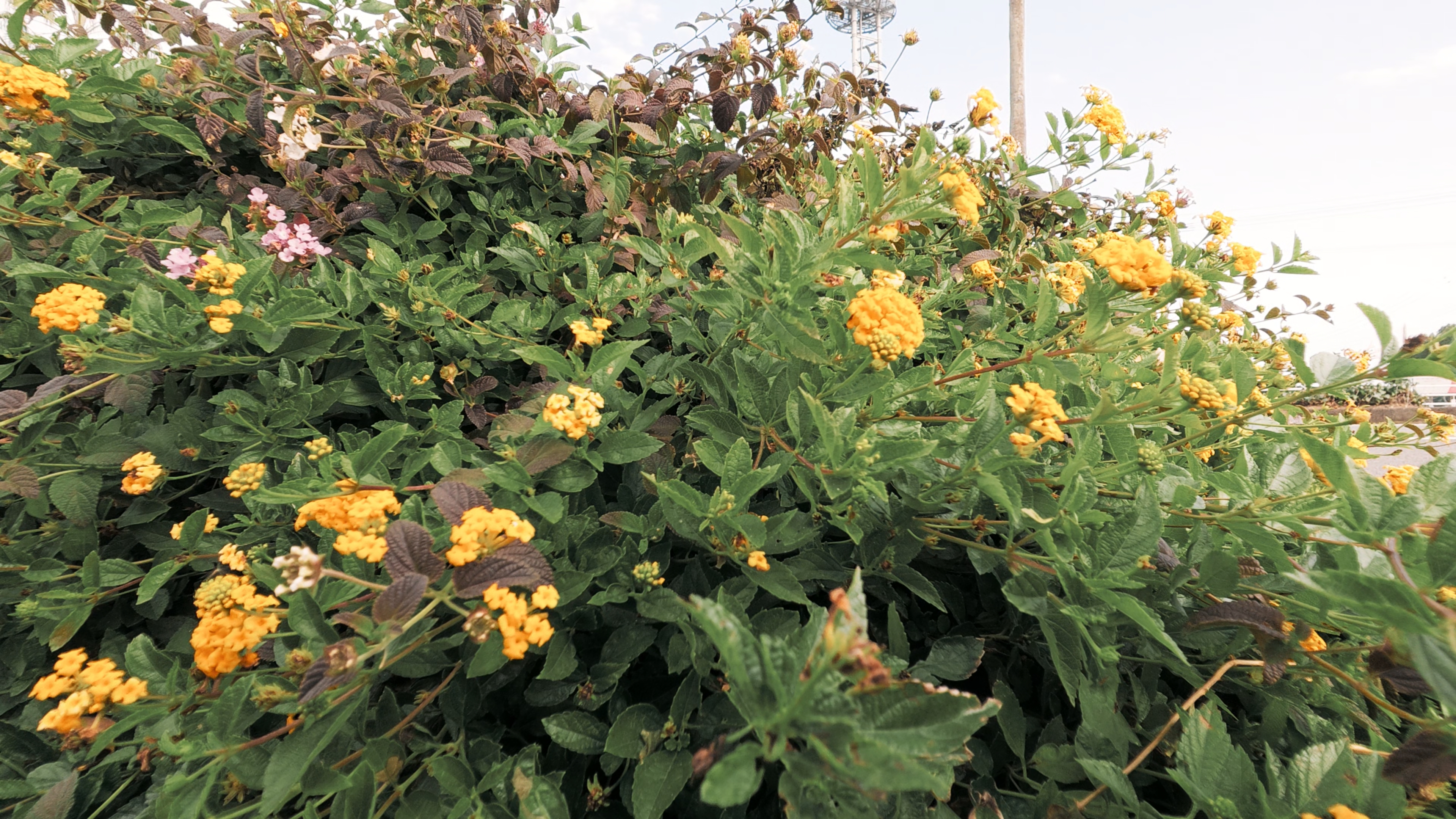 NC：やわらかな階調を持つクラシックネガフィルム