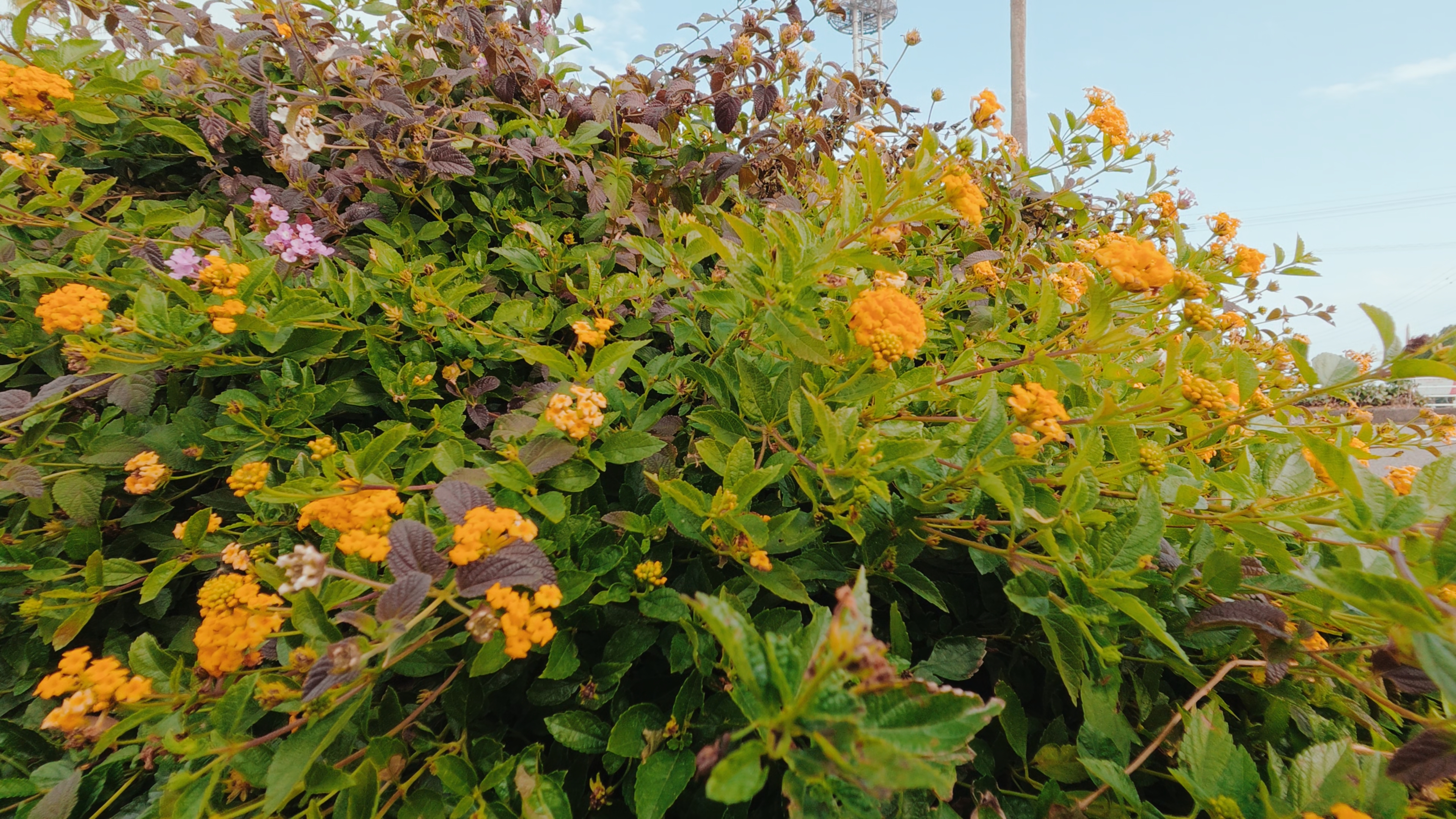 TR：自然な見た目を実現する美しい肌色