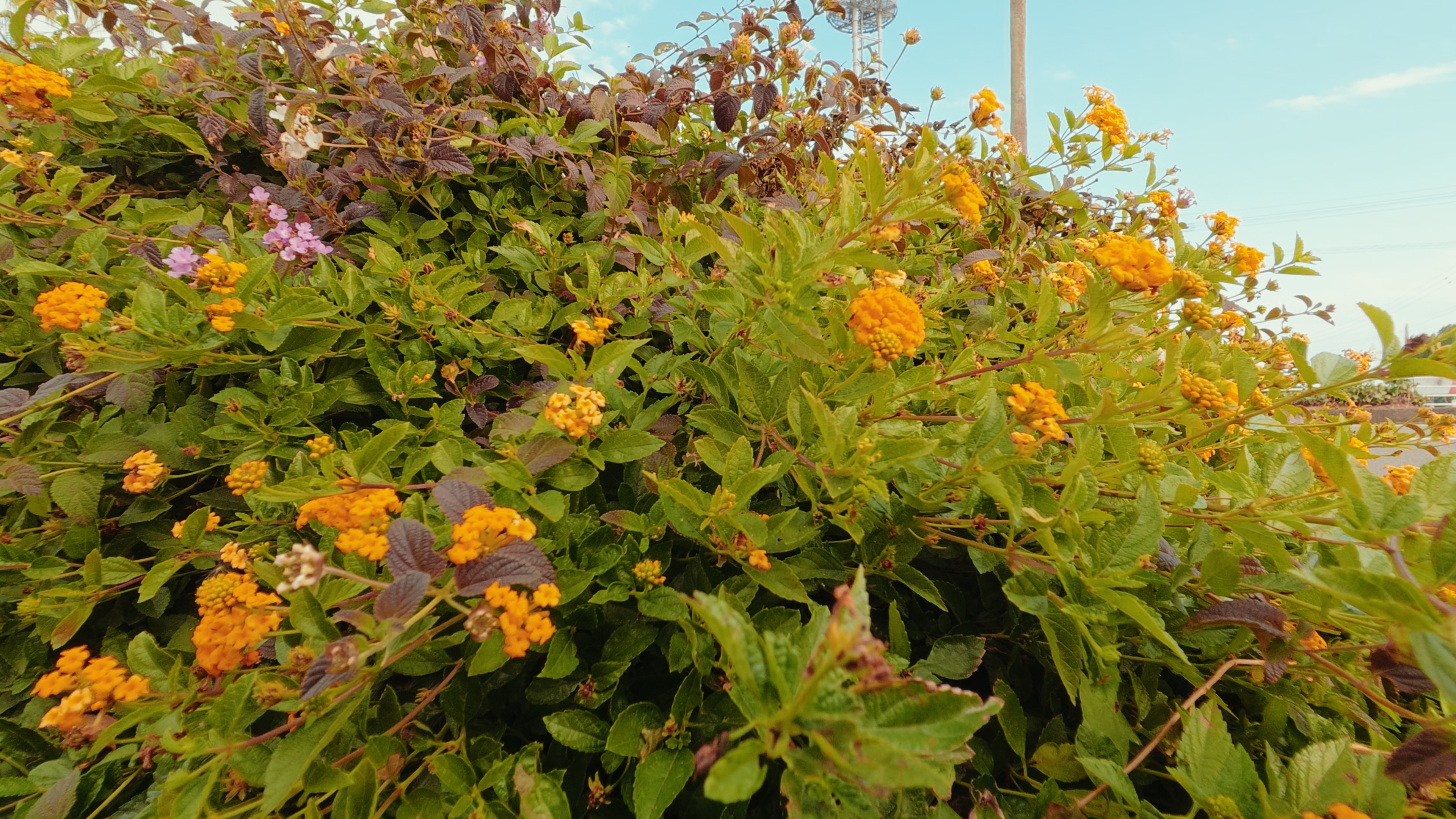 WT：鮮やかな色彩と暖色系の色合い