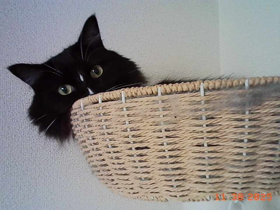 しれっと作例①。実際に表示させるとこんな感じ。あの頃のデジカメっぽさある～！