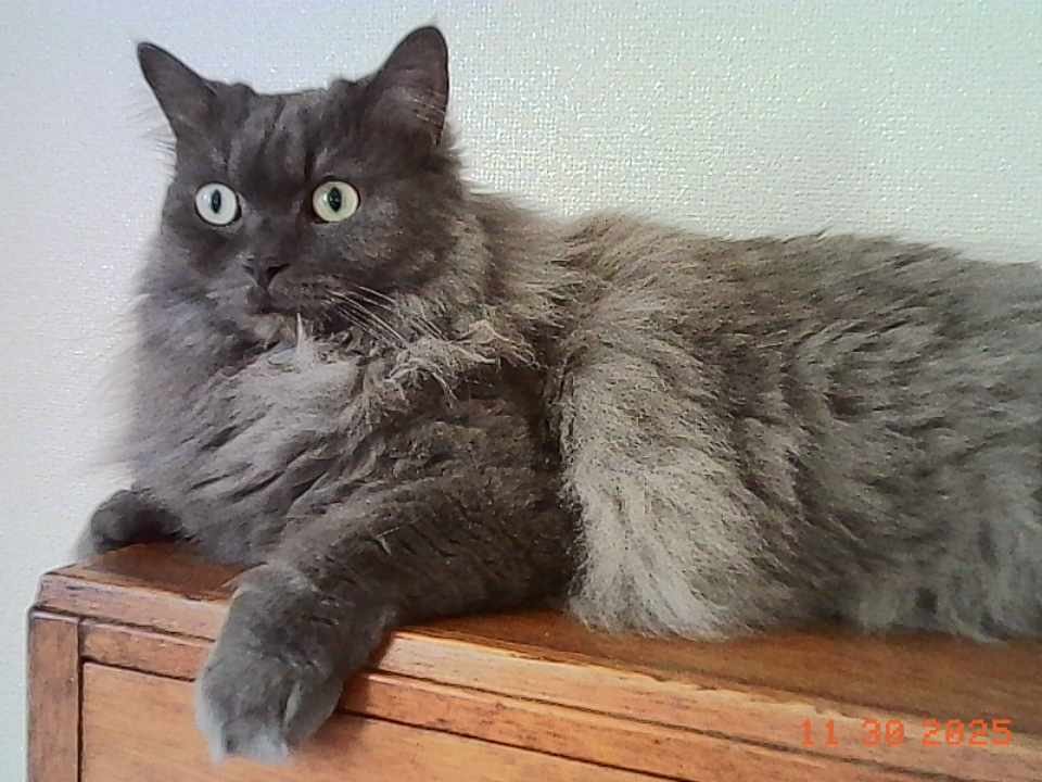 ちゃんと構えて撮れば、結構しっかり写ります