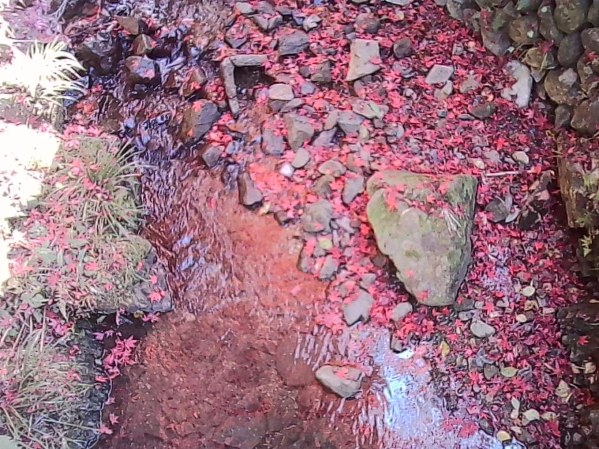 実際はもっと真っ赤！なんだけど、写真は少しピンク寄り？空の青の影響でしょうか