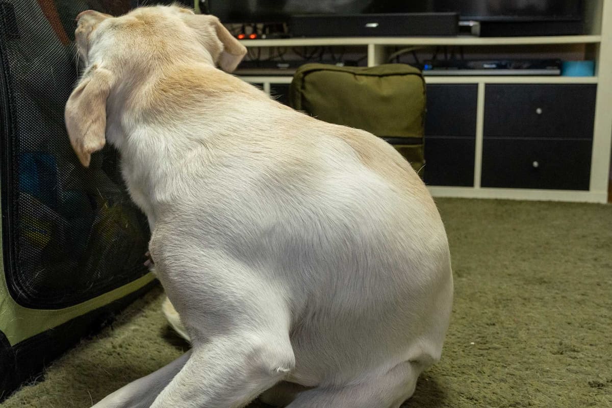 カバンの撮影中、ずっと“おじゃま虫”だった愛犬をオマケに。アナタを撮りたいわけじゃないの……