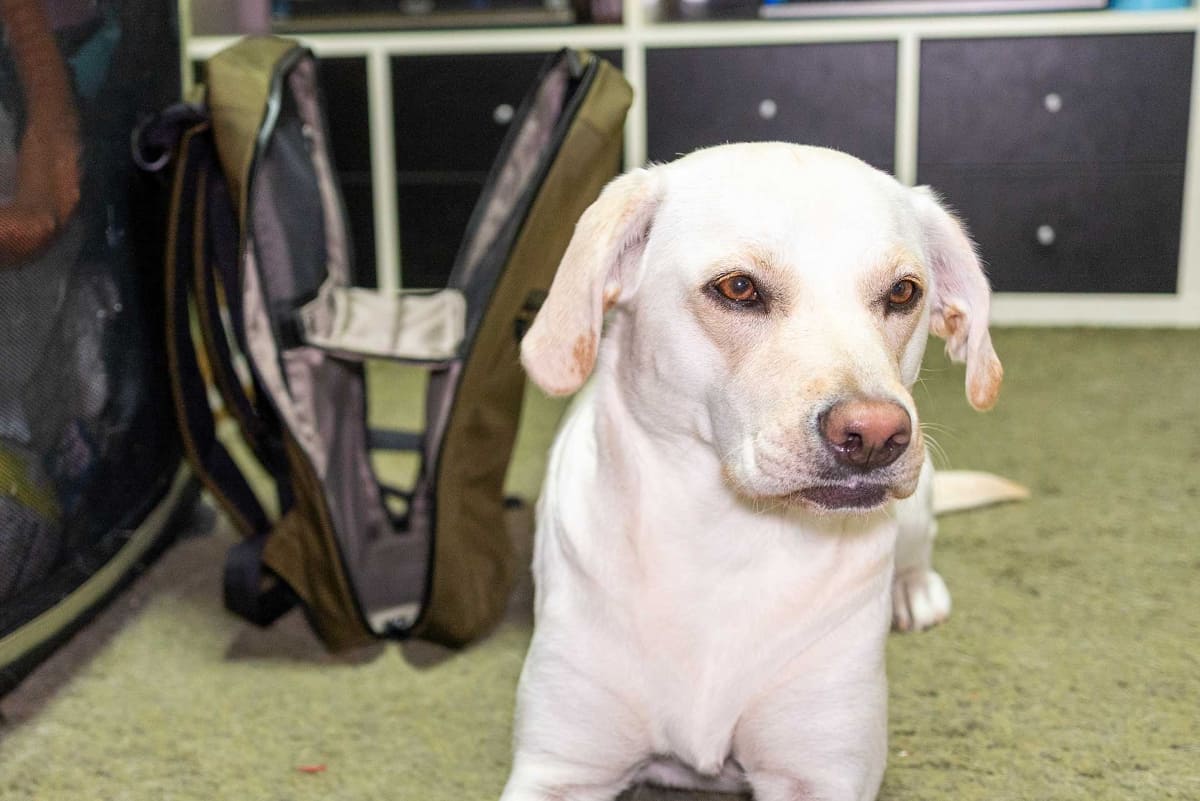 カバンの撮影中、ずっと“おじゃま虫”だった愛犬をオマケに。アナタを撮りたいわけじゃないの……