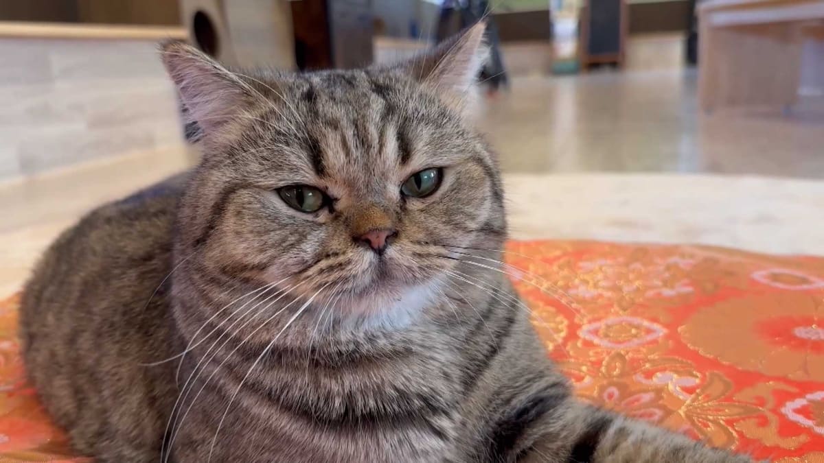 ネコ好き必見の”ネコ映像祭り”も！