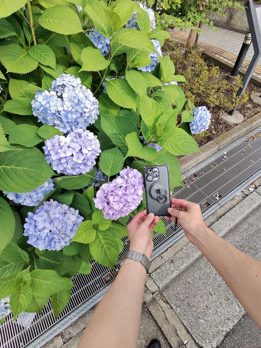 散歩中に見つけた紫陽花もハンズフリーで撮影できる
