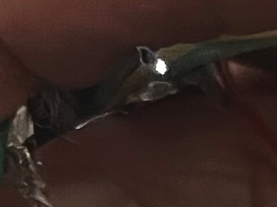 これは短く切り出した光HDMIケーブルの反対側から光を当て、先端部が輝く様子を指で曲げて見えるようにしたもの。写真では3本の先端部の光がくっついているが、本当は3点に分かれている。実に細い線の3本が一つのチューブに同居していることに注目。超高級光伝送を目指すなら、各光ファイバーを緩衝材で包むべきだろう。光ファイバーは振動の影響を受けやすく、振動センサーとしての用途もあるくらいだ。インターネット用の光ファイバー網はほとんどの家庭に普及しているが、ハイテク盗聴屋がその気になったら、光ファイバーの振動特性を活用して、分岐ボックスなどから各部屋の会話を盗聴できるという指摘もある