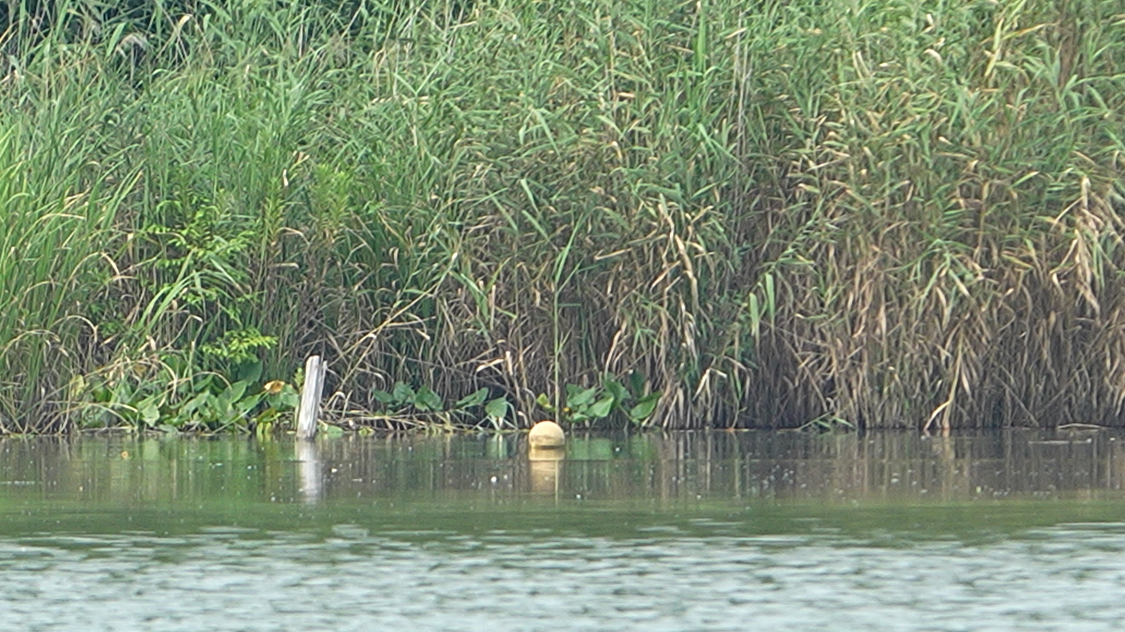 デジタルズームテレ端2,400mm