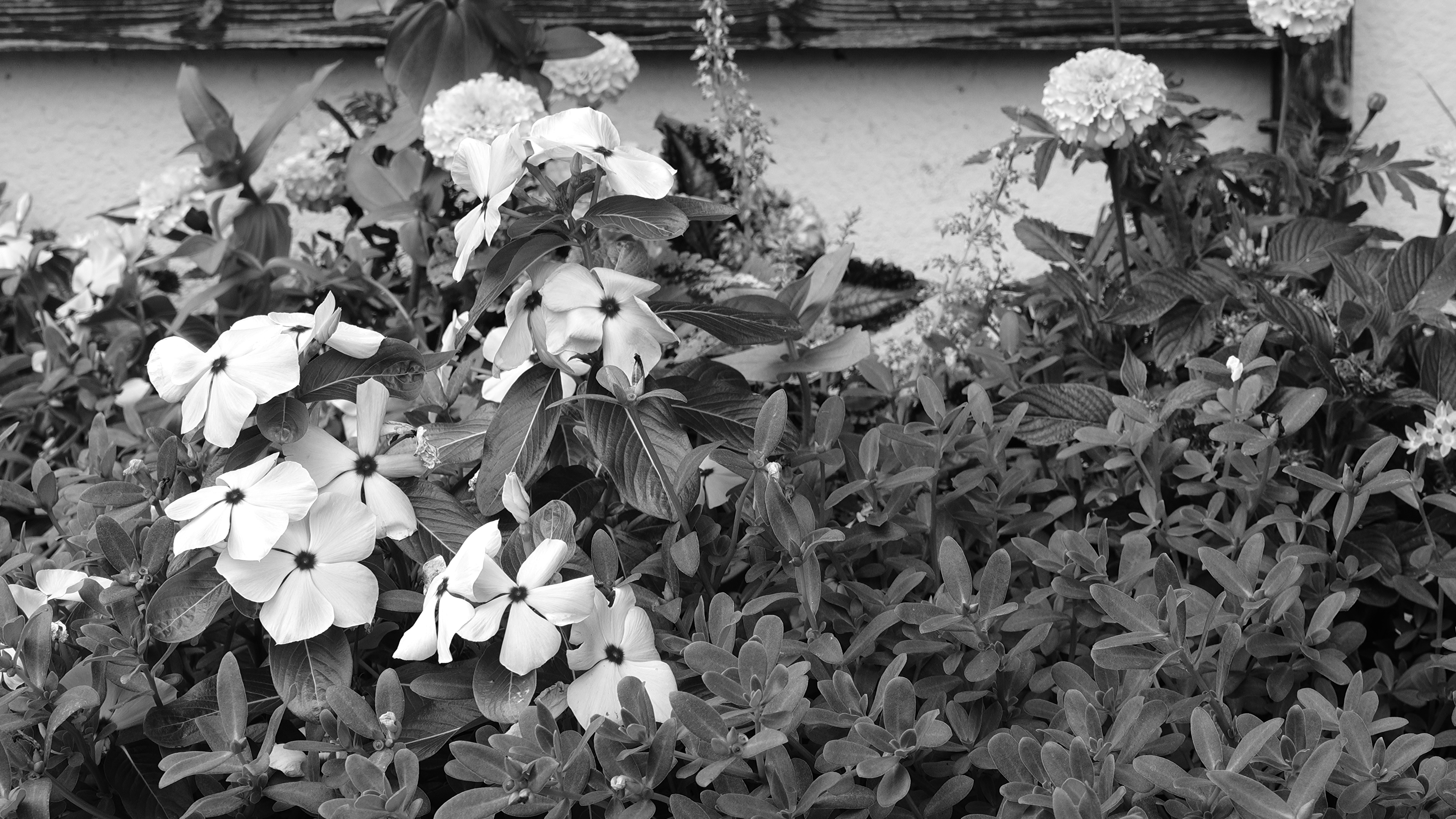 Bllack & White