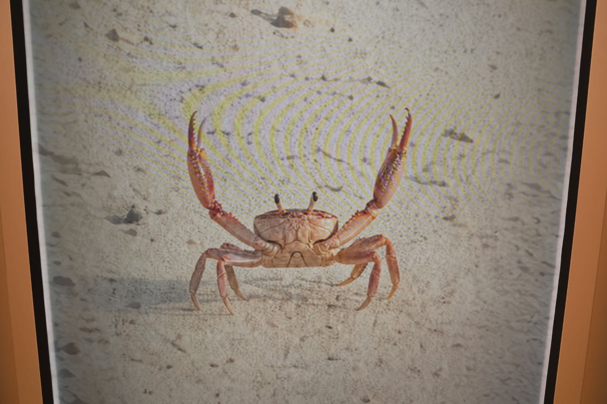 海岸の遠景から、どんどんズームし、砂浜のカニが見える