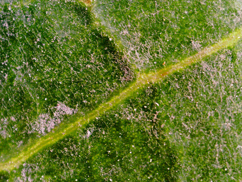 植物の葉を20倍で撮影。