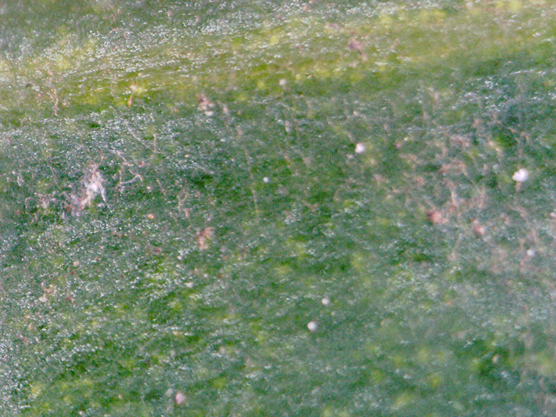 ほぼ同一箇所を300倍で撮影