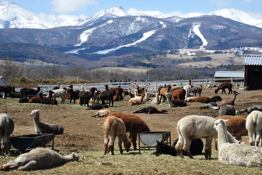 アルパカの故郷、アンデスの如きアルパカ牧場の光景。アンデスは写真で見たことがあるだけですが