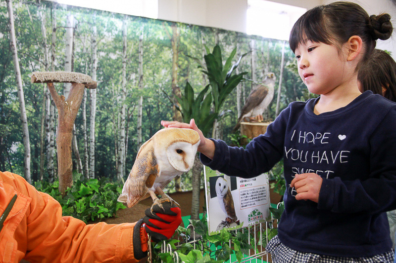 「春のいただきまつり」期間中の土日祝日に開催される「森のふくろうRoom」。かわいいメンフクロウやかっこいいワシミミズク、迷路のゴール前にもいたオオタカの姿も