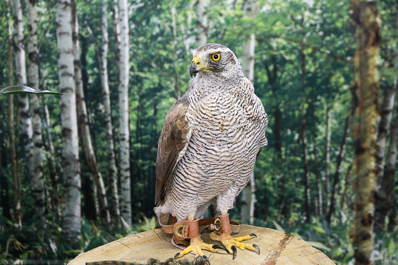 「春のいただきまつり」期間中の土日祝日に開催される「森のふくろうRoom」。かわいいメンフクロウやかっこいいワシミミズク、迷路のゴール前にもいたオオタカの姿も