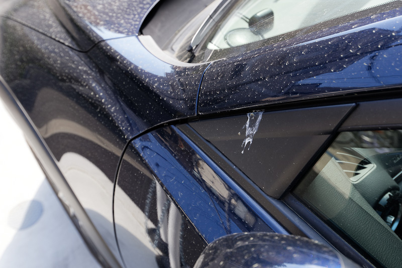 いつの間にか鳥のフンらしきものも……