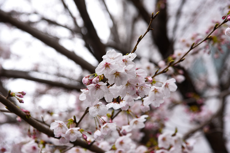 森山荘近くには桜が咲いていた。東京事業所近辺は桜が多くあり、かつて中島飛行機三鷹研究所の一部だった国際基督教大学（ICU）は桜の名所として三鷹市民に知られている