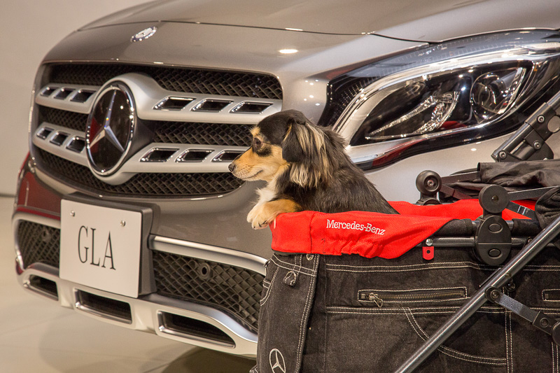 アクセサリーの紹介にはモデル犬も登場。ペットシートカバー、ペットキャリーなどを装備したGLA 180にモデル犬を座らせ、両手で持ったペットカートをフットトランクオープンナーを利用してラゲッジスペースに入れるパフォーマンスを実演
