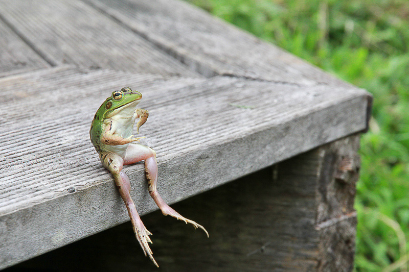 ハローウッズの森で出会ったお座りするカエル