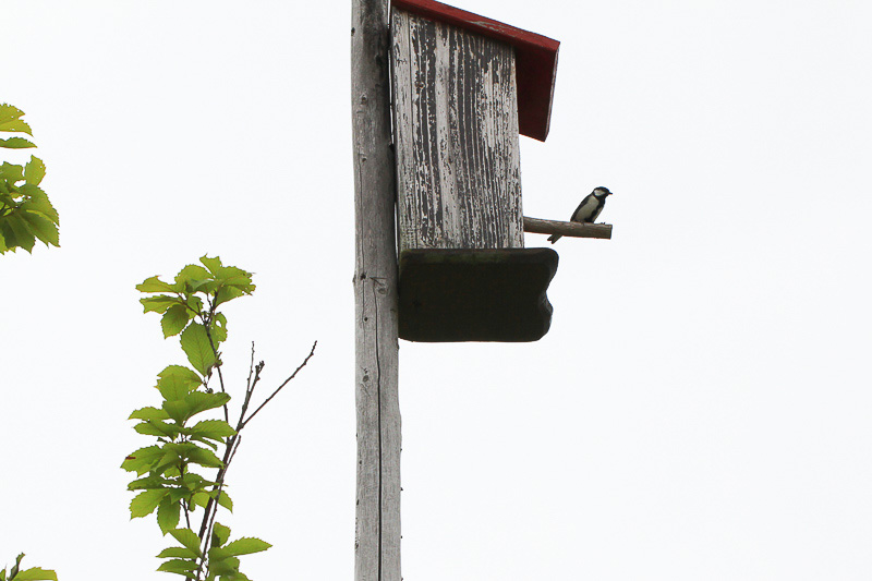 でもオーソドックスな巣箱のほうが鳥には人気があるようで