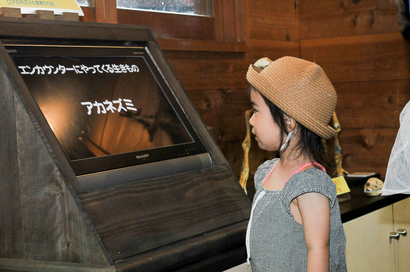 野生生物研究所の中では森に住む生き物の生態を動画で紹介